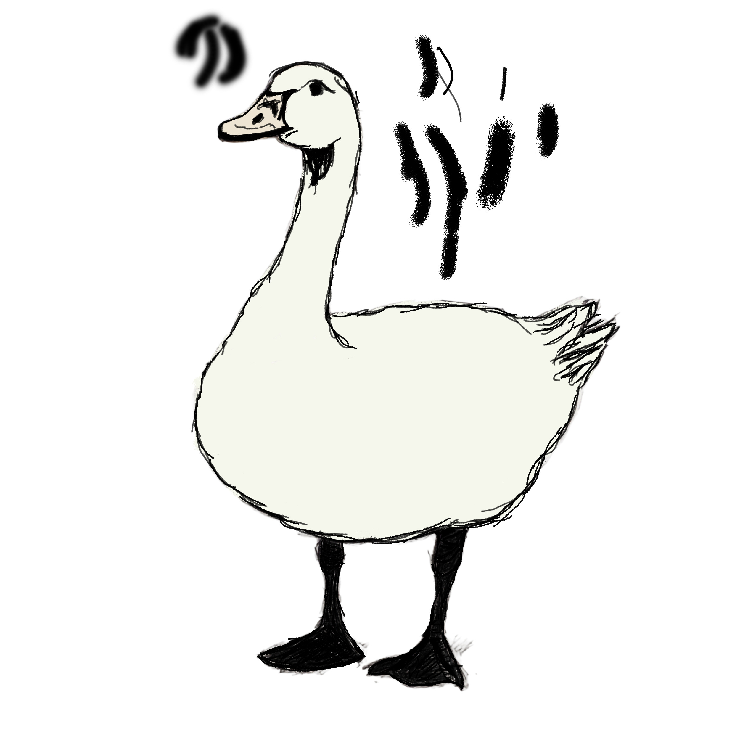 Swan Study